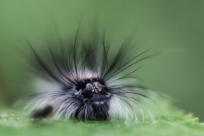 daudonjp chenille